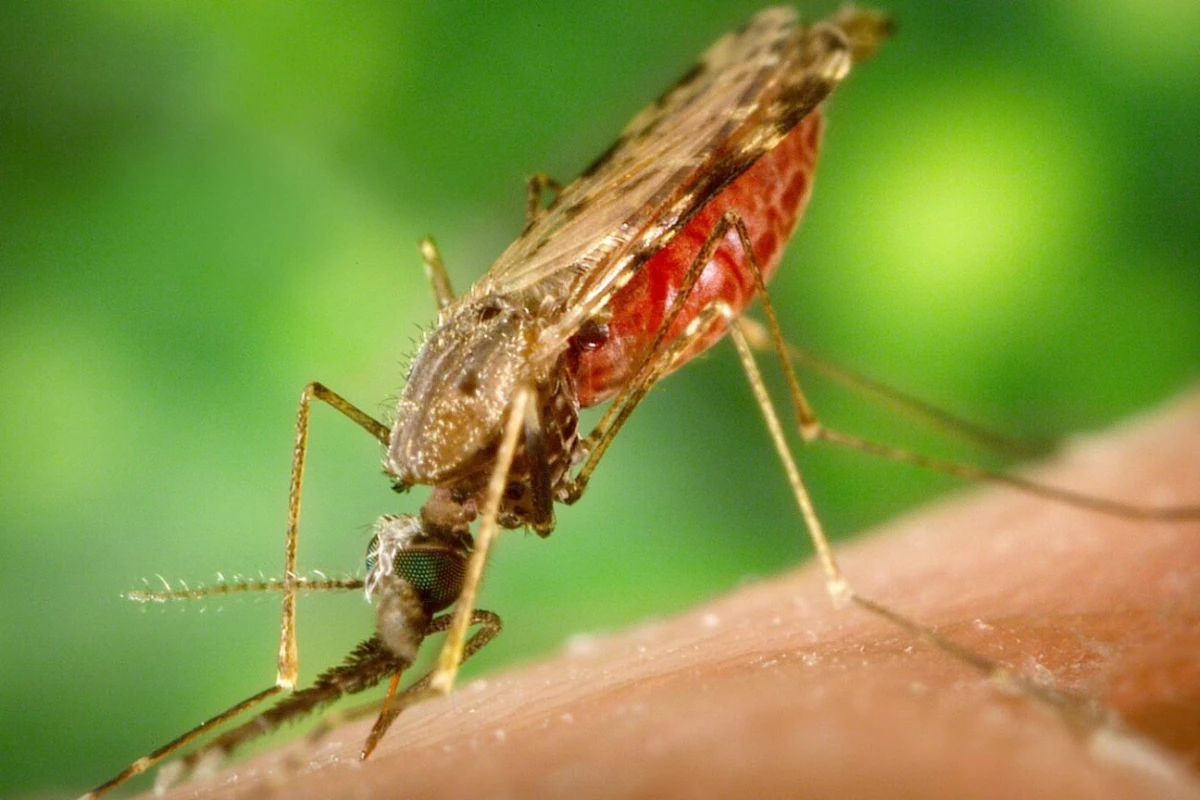 Alerta urgente: Anvisa libera testes da 1ª vacina brasileira contra a malária em humanos